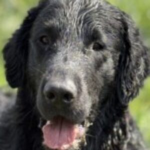 Profielfoto van Monique