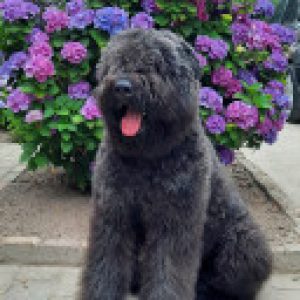 Profielfoto van Ellie