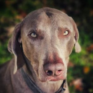 Profielfoto van Aranka